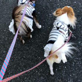 急ぎまちゅよ〜‼️‼️の画像