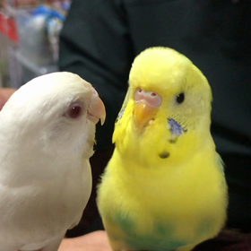 仲良しこよし？の画像