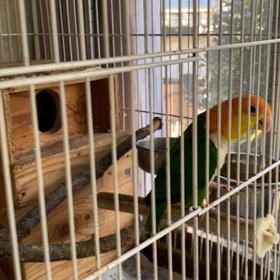 シロハラインコの画像