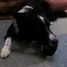 買ったばかりの。の画像