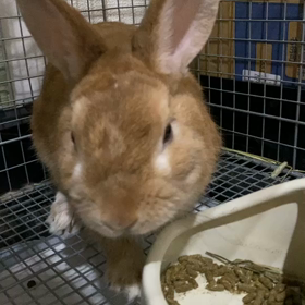 うさまるのお気に入りの先生の画像