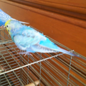 ☆鼻毛　ピロピロ～☆の画像