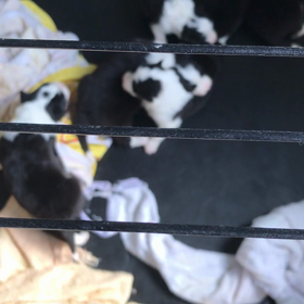 目が開き始めましたの画像