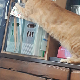 初詣の破魔矢↗️の画像