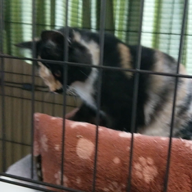 フミフミの画像