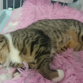 動く未来ちゃんの画像