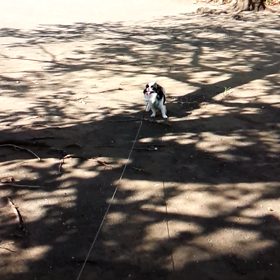 ピュア家の散歩☆の画像