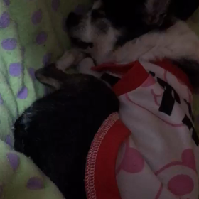 飼主が留守で！の画像