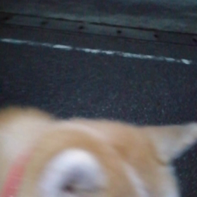 おやつ効果❓未来丸の朝散歩順調でした。伏せ訓練も上昇中。さあこれから月に一度の高松海岸清掃、未来の画像