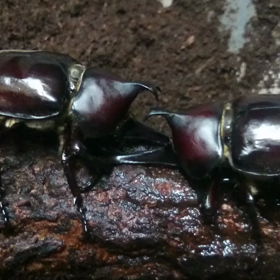 カブトムシの戦い！(*^^*)の画像