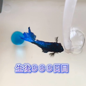ベタ生後888日の画像
