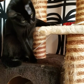 おじょうが、、の画像