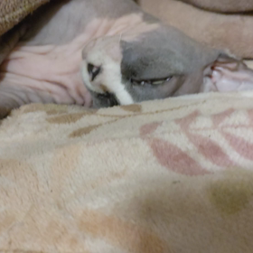 器用に。。の画像