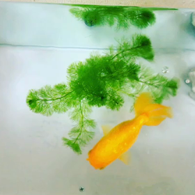 台風のためライブ日程変更ありの画像