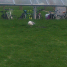 イギリスのカモメの画像