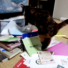 イタズラすぎる猫の画像