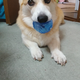 アピールする。の画像