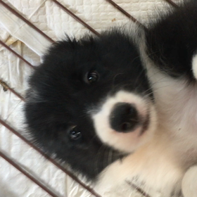 ガングロちゃんの画像