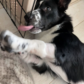 やんちゃ盛りの画像