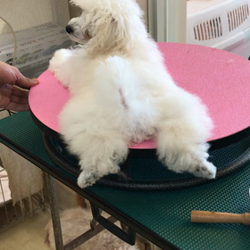 今からトリミングでーすの画像