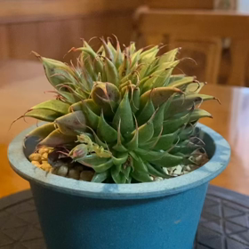 【多肉植物】の画像