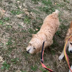 12月1日10わんこと２時間遠足　　代々木公園の画像