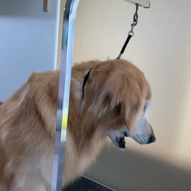 愛犬美容室MOCO 今日のベストショットの画像