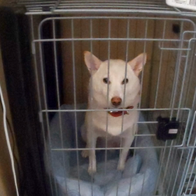 認知症と診断された父のこと。の画像