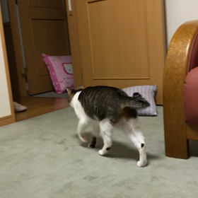 クーポン使い忘れるところでした。汗！先住猫と新入り子猫。の画像