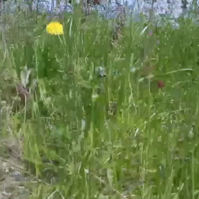 【私の自己紹介】ブログ始めました！ﾄｲﾄﾞﾛｰﾝtelloで撮影しました。の画像