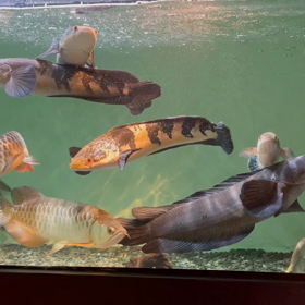 最近の水槽ですの画像