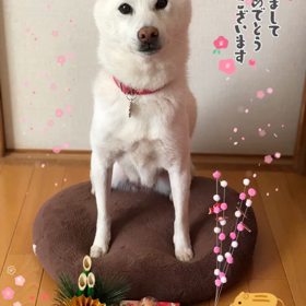 あけましておめでとうございます！の画像