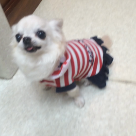 お利口さんできますの画像