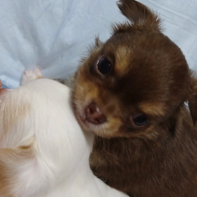 今日のチワワベビー！＼(^o^)／の画像