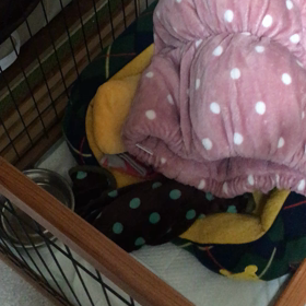 シマホイの画像