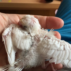 羽衣セキセイインコの画像