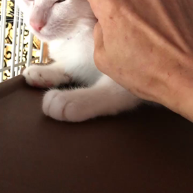 ミント君も馴れてきたね☺️の画像