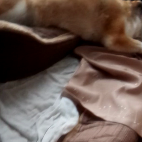 寝相の悪い犬の画像