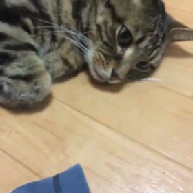 うり(130)  異常な愛とぽんのジャンプの画像