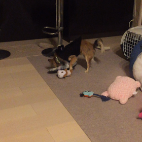 いたずらロビン〜♪の画像