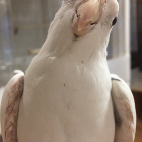 傷だらけのジル（動画あり）の画像