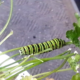 今日の幼虫くん。動画だよの画像