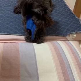 バイク音？？？の画像