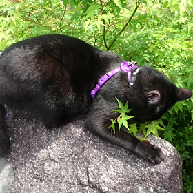 今日は木の日(十+八＝木)の画像