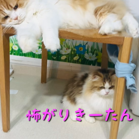 年末年始にゃんこーず②の画像