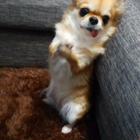 必殺技『お願いの秘技』✨の画像