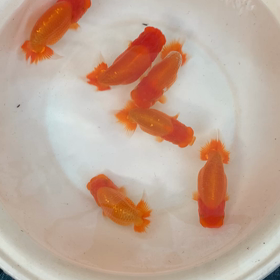 とりあえず準備の画像