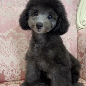 宇野樹君インスタストーリーより　EMMA？　EMMAが大変身の画像