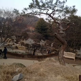 the morning calm park videoの画像