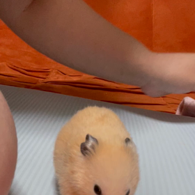 ハムちゃん日記の画像